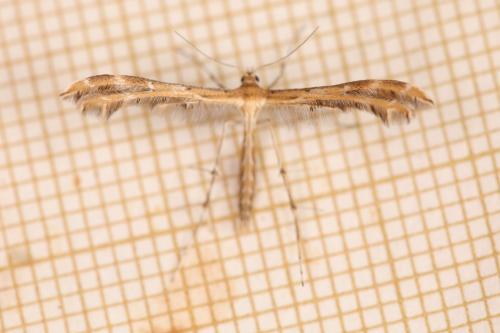 Réf. 341 674 : Oxyptilus laetus